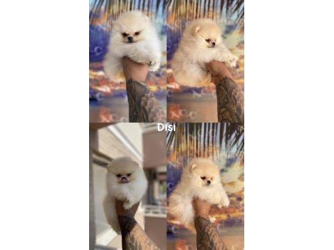 Pınpon topları gibi pomeranian yavrular