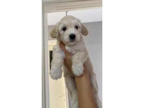 Maltipoo sahiplendirme 10 temmuz doğumlu