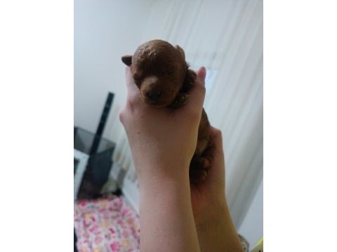 Sahibinden toy poodle köpeği