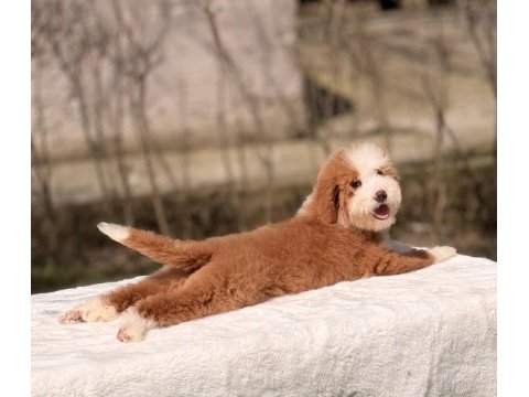Standart dev poodle yavrular