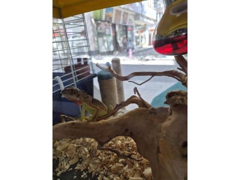 Evrekalı cipli yasal iguana her ile teslim
