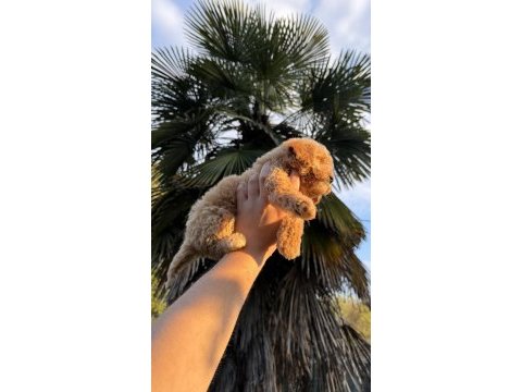 Toy poodle köpeğimiz yeni yuvasına hazır
