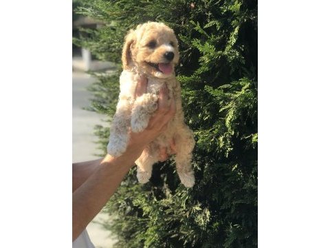 Poodle ayarında harika maltipoo yavruları