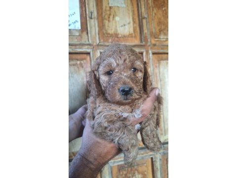 Toy poodle yavrular ırk sağlık garantili
