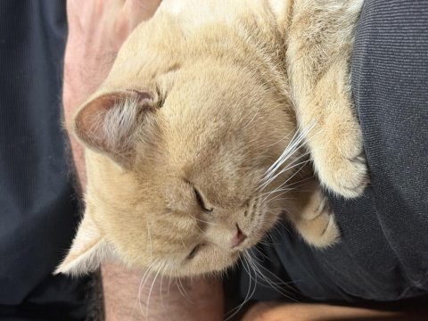 6 aylık british shorthair
