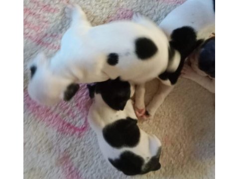 Kaliteli french bulldog yavrular