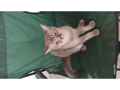 7 aylık 2 erkek british shorthair