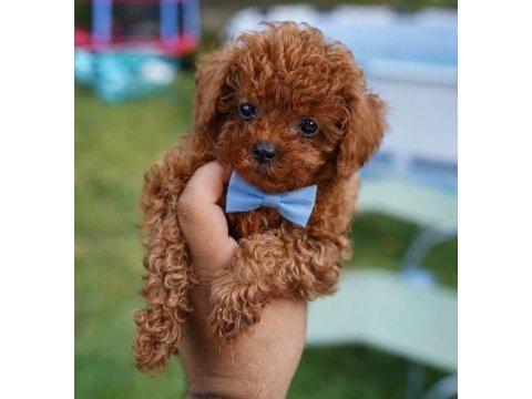 Aşılı toypoodle yavrularımız 