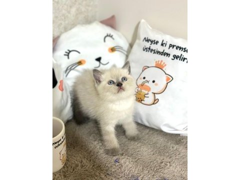 Scottish fold yavrularımız