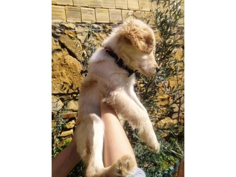 2,5 aylık golden retriever baby face yavru