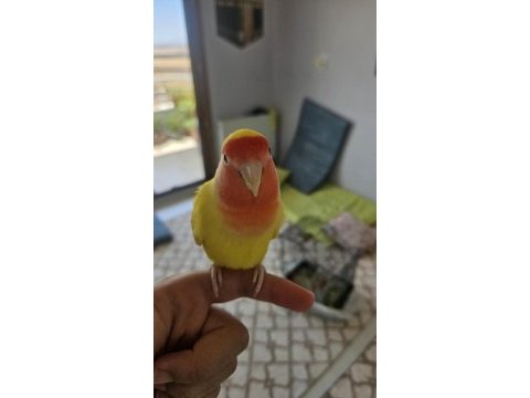 Bakımlı şeftali yüzlü ve gül başlı sevda papağanı