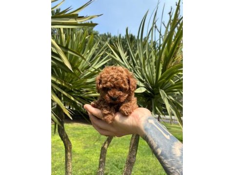 Orjinal ırk ve sağlık garantili poodle yavrularımız