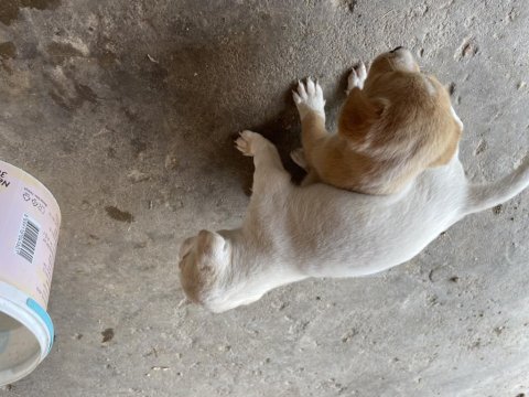 Minik yavru köpeğim