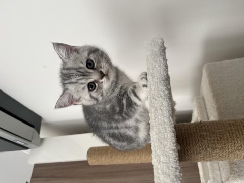 Scottish fold yavruları ailesini bekliyor