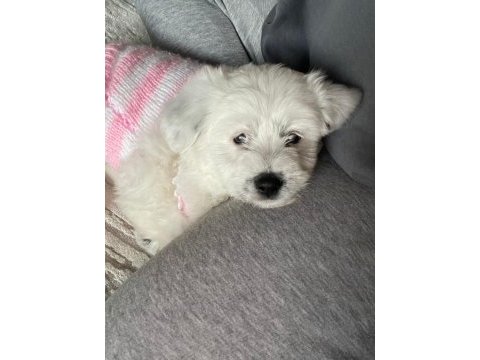 Terrier 2.5 aylık