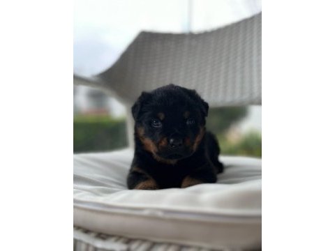 Macar rottweiler yavrularımız sizleri bekliyor