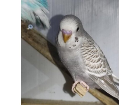 Bebek muhabbet kuşları