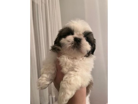 Safkan shih-tzu yavruları
