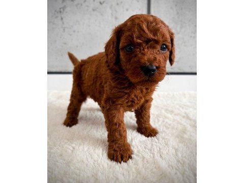 Ev ortamında yetişen toy poodle yavrularımız