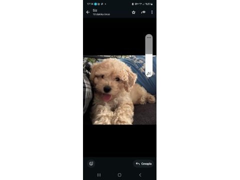 2.5 aylık yavru maltipoo