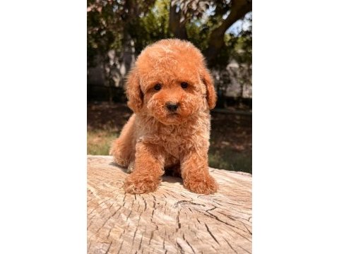 Toy poodle ev bebekleri