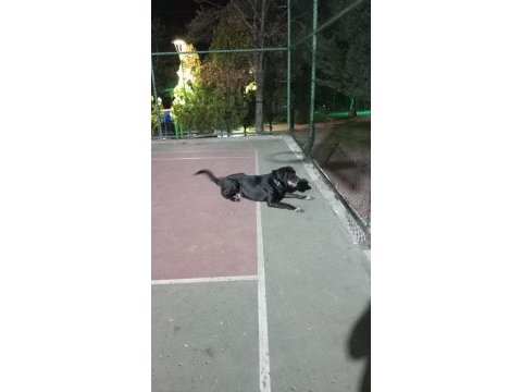 2 yaşında labrador ismi oreo açıklama