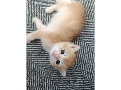 Golden british shorthair muhteşem yavrular