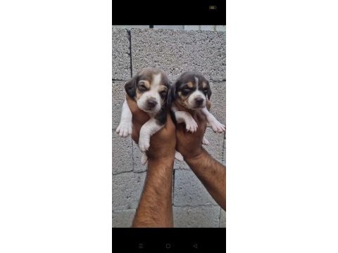 Beagle yavrular