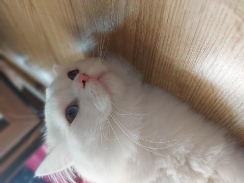 Acil şehir dışına taşıyacağız 8 aylık chinchilla
