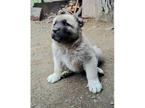 Safkan yavru kangal köpekler