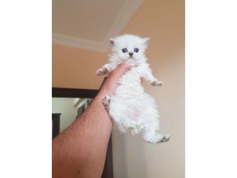 Scottish fold m beyaz mavi gözlü yavrular
