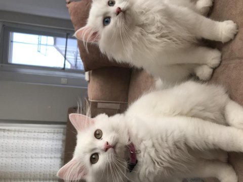 British longhair 4 aylık erkek
