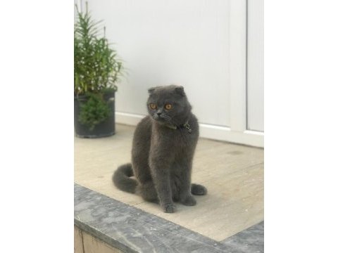 Scottish fold dişi