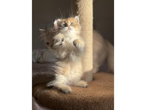 Bebek yüzlü golden ny11 ny12 british longhair