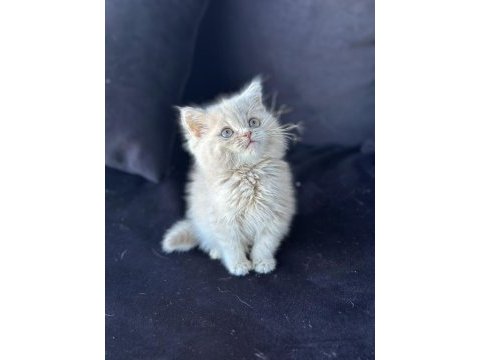 Ankaranın en özel bebekleri british shorthair