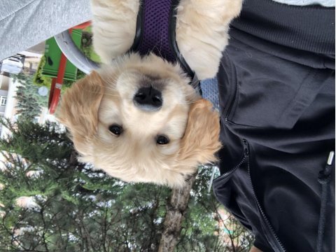 2 aylık üst kalite dişi golden retriever