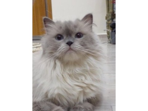 2.5 yaşında british longhair kızımıza yuva arıyoruz