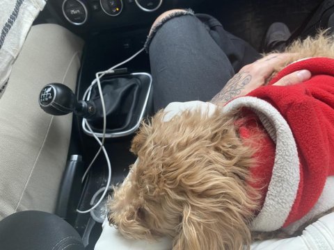 Kütahya dişi maltipoo