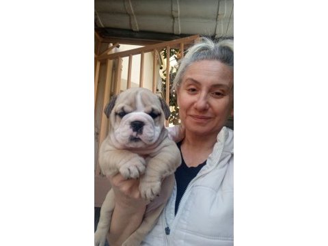 Tombik ingiliz bulldog yavrumuz