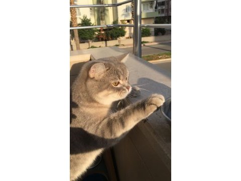 British shorthair kedimize yuva arıyoruz