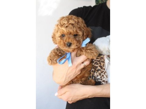 Red brown toy poodle yavrularım