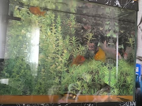 6 adet japon balıkları akvaryum ile takas olur