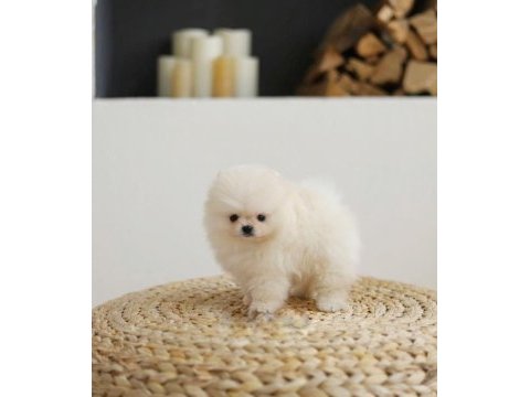 Daha iyisi yok kar beyaz ayı surat pomeranian boo!