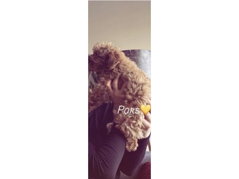 8 aylık erkek poodle aşıları eğitimi tam
