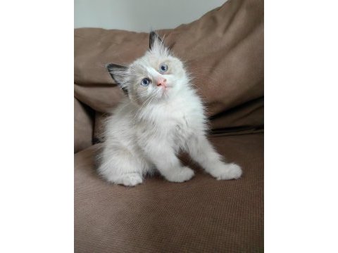 Secereli ragdoll yavrular