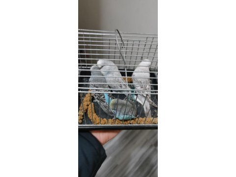 Show jumbo yavru ve yetişkin muhabbet kuşu