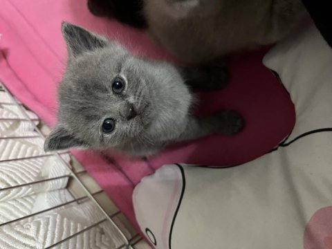 British shorthair yavrumuz yeni yuvasını arıyor