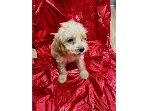 Antalya maltipoo yavrusu