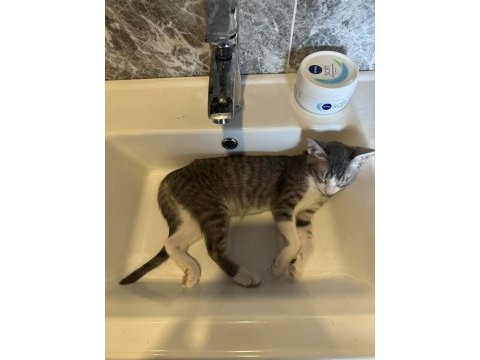 3 aylık 4 adet tekir yavrumuzu sahiplendiriyoruz