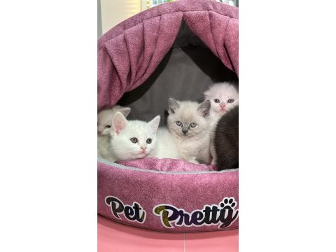 Mini mini tüy yumakları kediler yeni ailesini arıyor